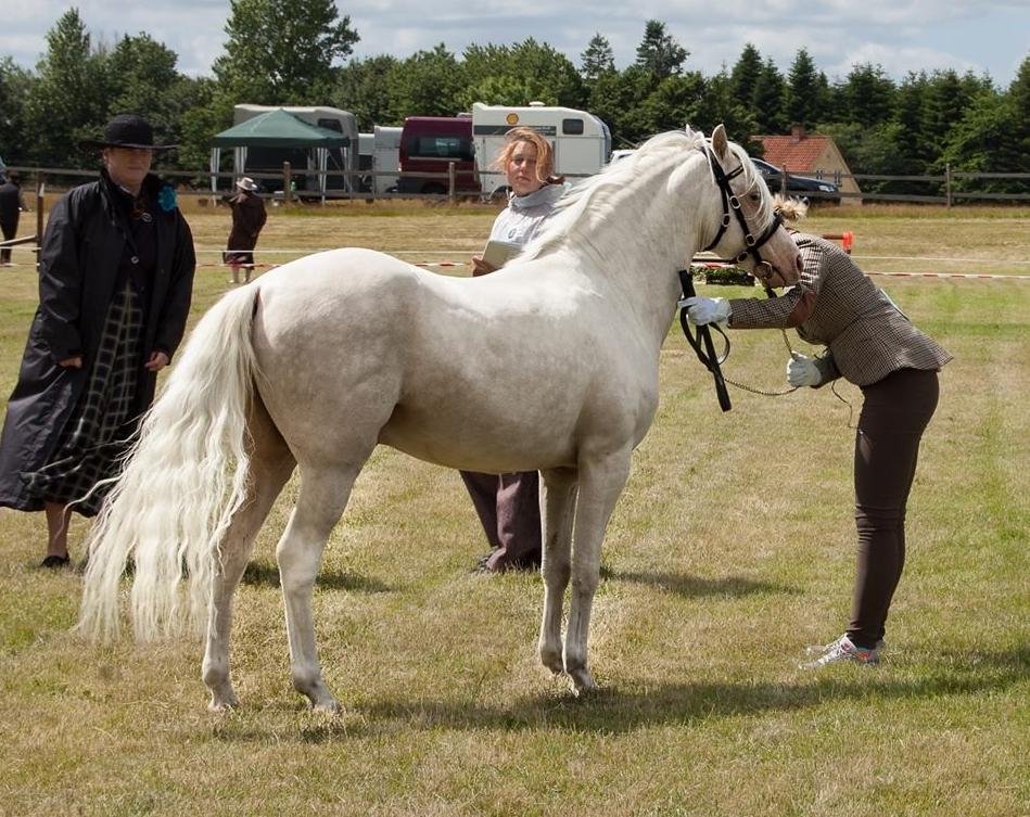Welsh Pony (sec B) Aastrupgaards Safir, Hingst billede 21