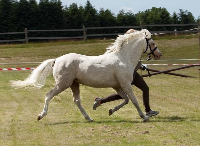 Welsh Pony (sec B) Aastrupgaards Safir, Hingst billede 3