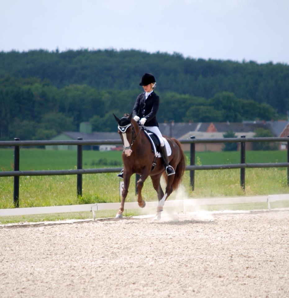 Hollandsk Sportspony Narco van de Beekerheide *B-pony!* - Landsstævne i Hovgaard Rideklub!! :D billede 8