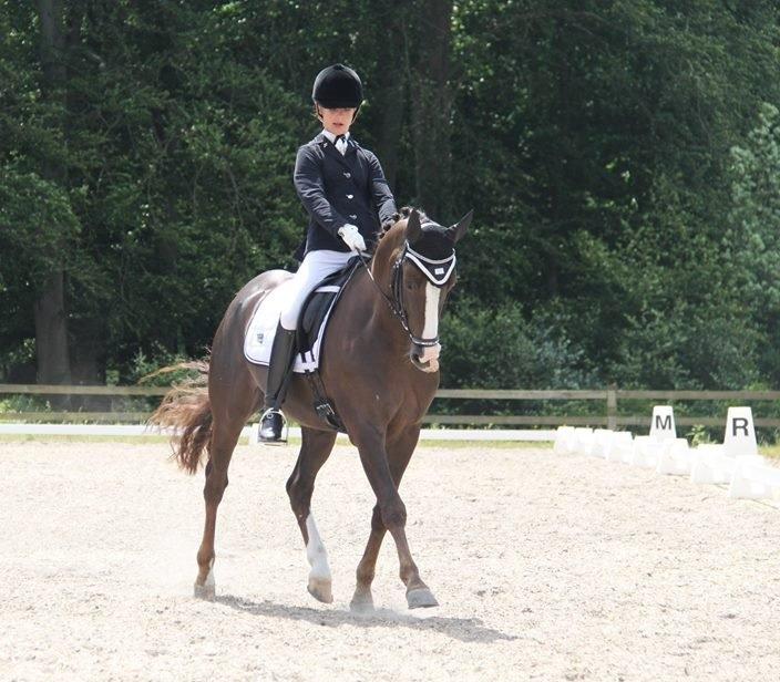 Hollandsk Sportspony Narco van de Beekerheide *B-pony!* - ♥♥♥PRT i MSR♥♥♥ billede 15