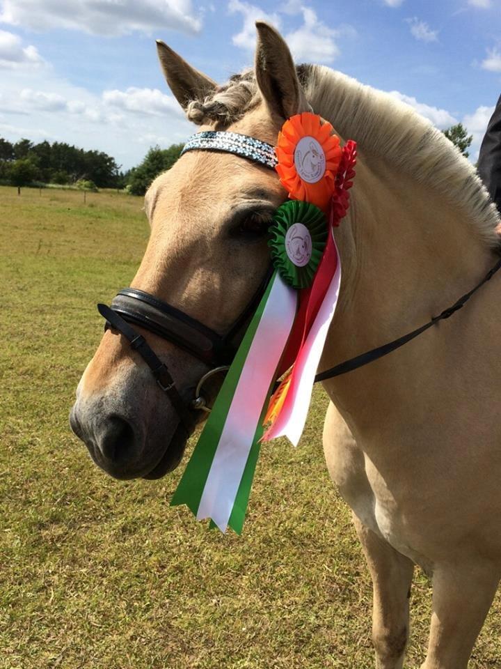 Fjordhest Mia HR - Velkommen til Mias profil. ☺️ billede 1