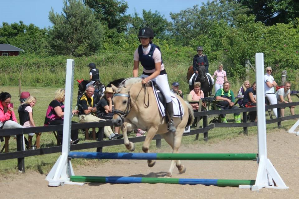 Fjordhest Mia HR billede 3