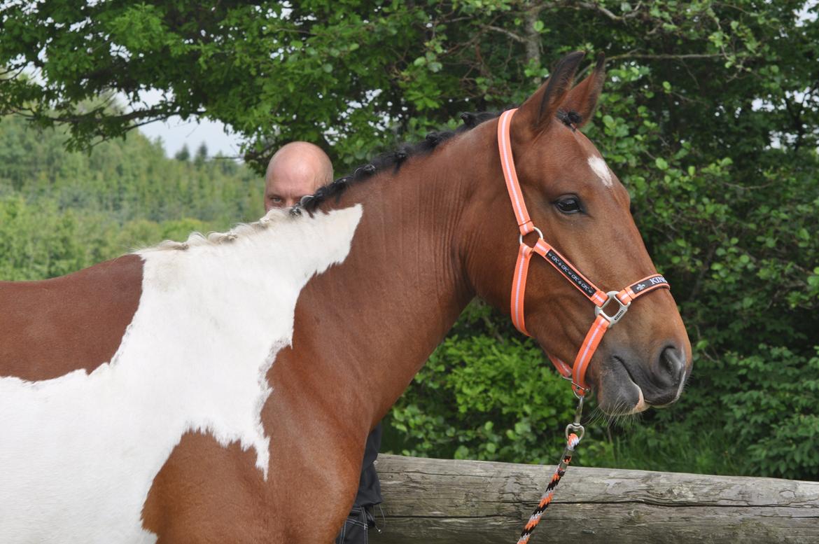 Anden særlig race Sputnik billede 1
