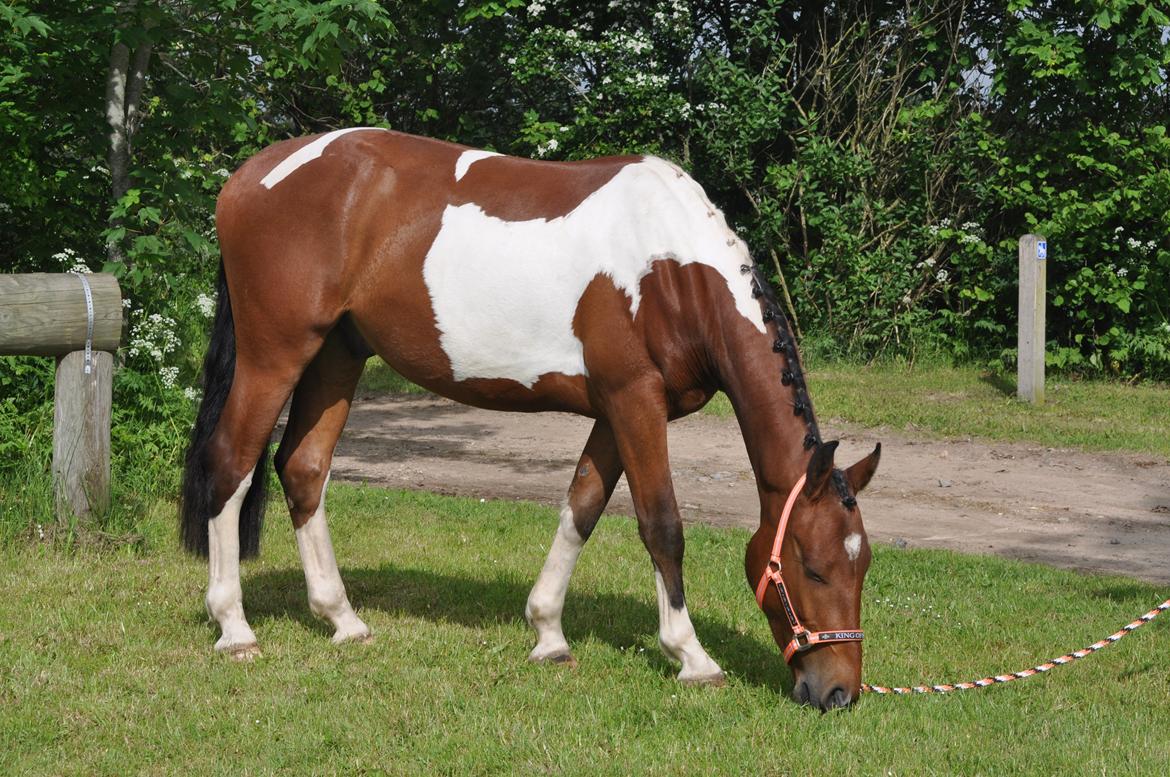 Anden særlig race Sputnik billede 2
