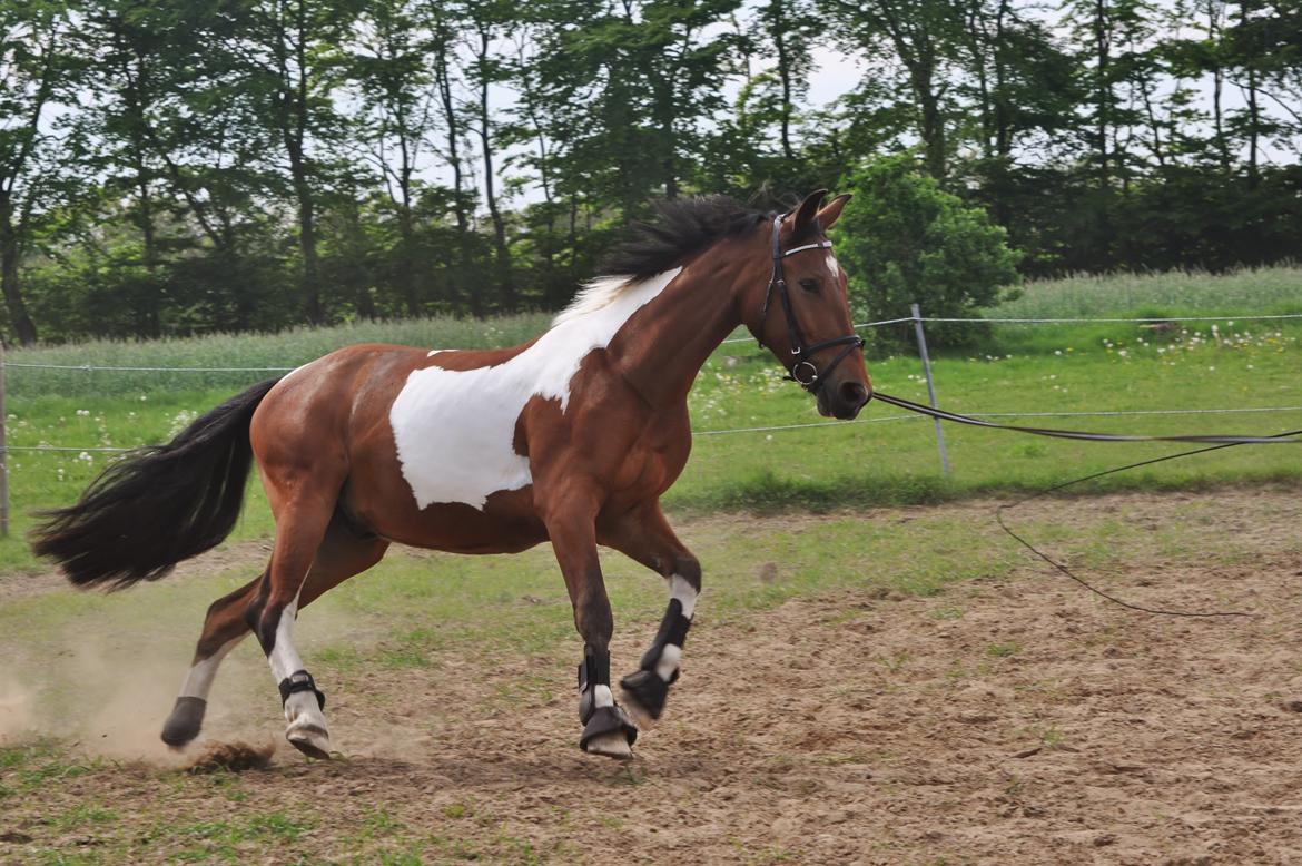 Anden særlig race Sputnik billede 9