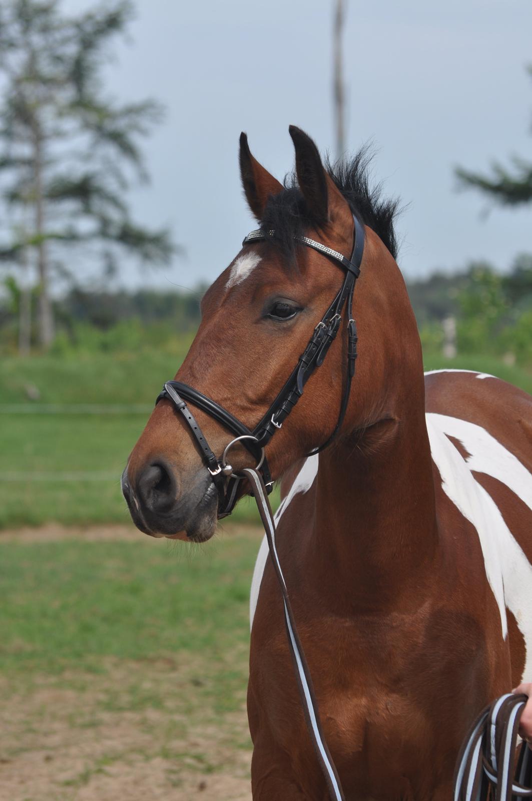 Anden særlig race Sputnik billede 11