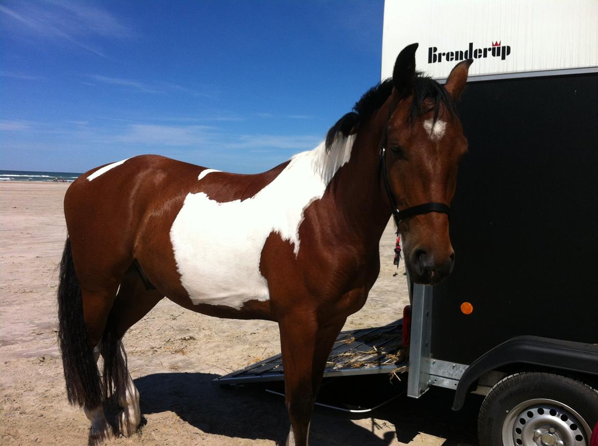 Anden særlig race Sputnik billede 12