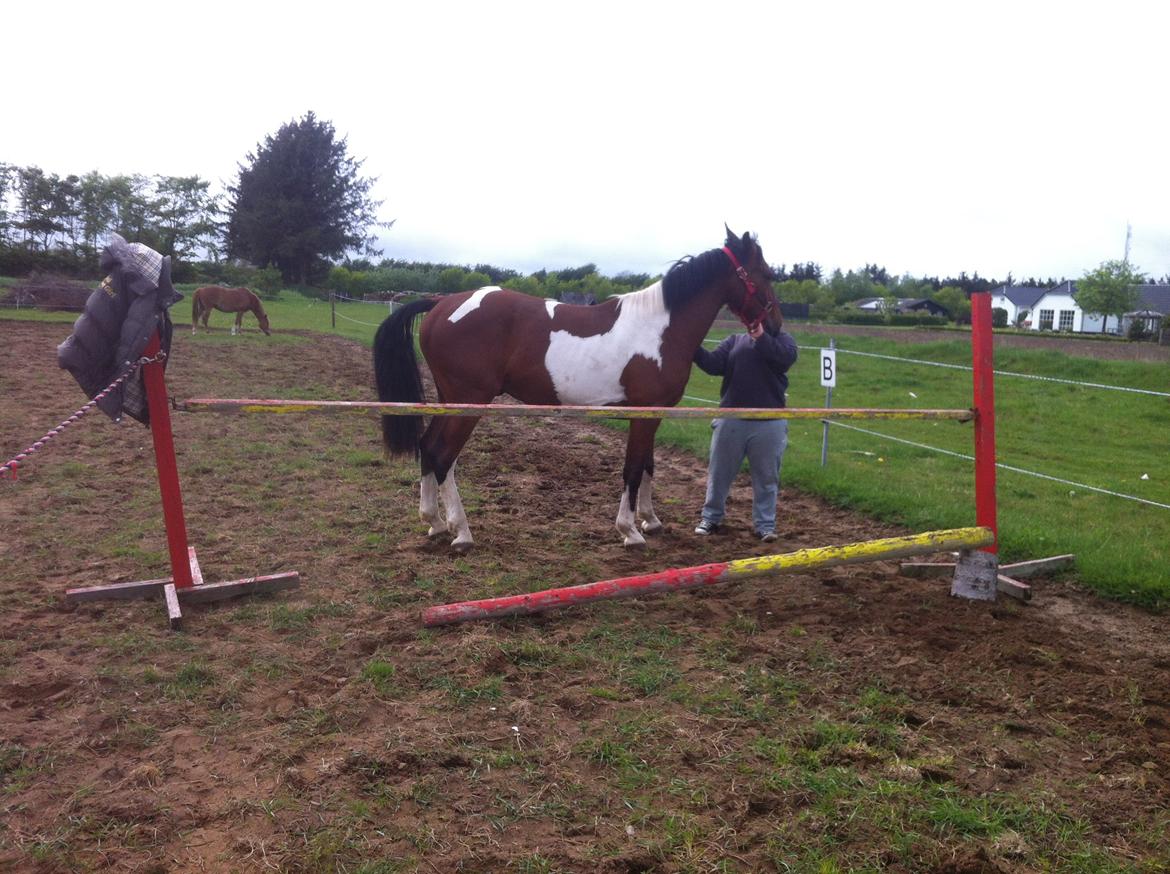 Anden særlig race Sputnik billede 13