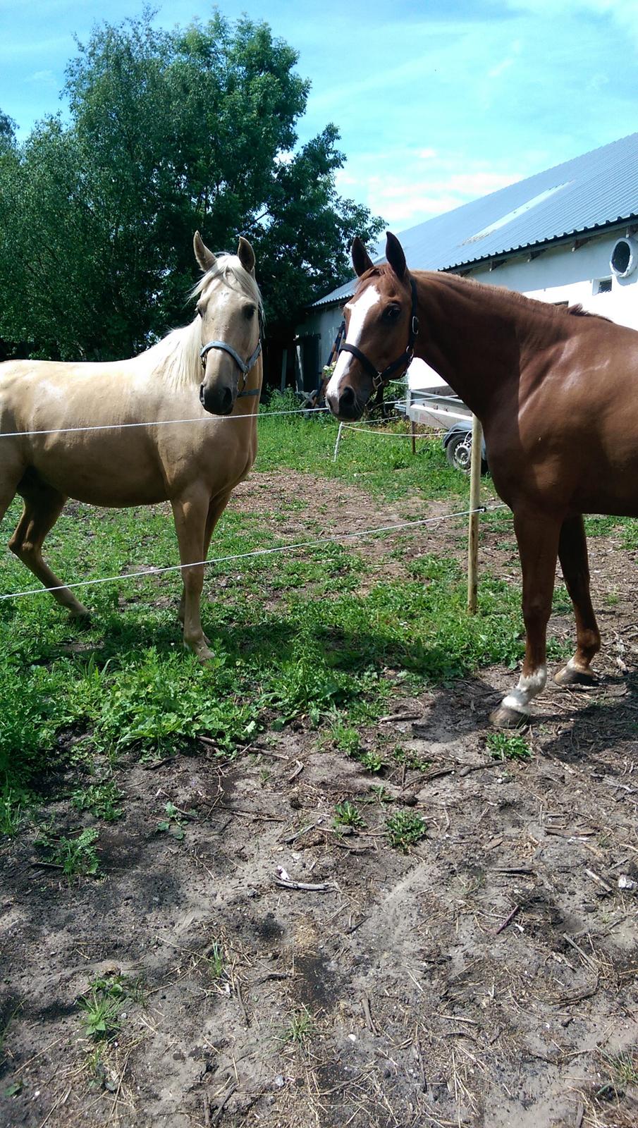 Anden særlig race Flying Shadow solgt billede 6