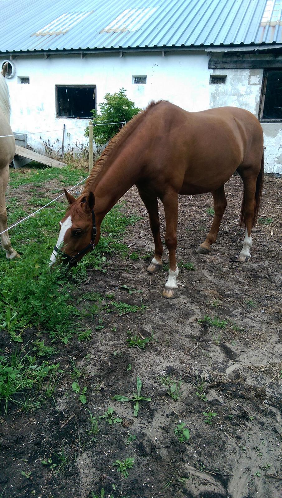 Anden særlig race Flying Shadow solgt billede 8