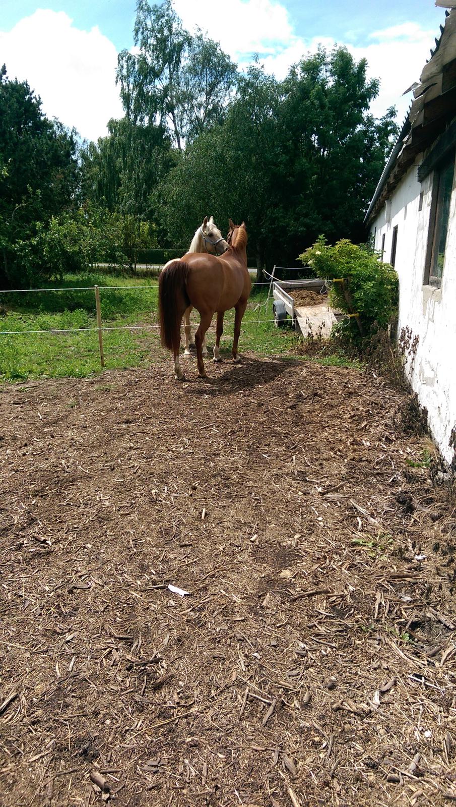 Anden særlig race Flying Shadow solgt billede 7
