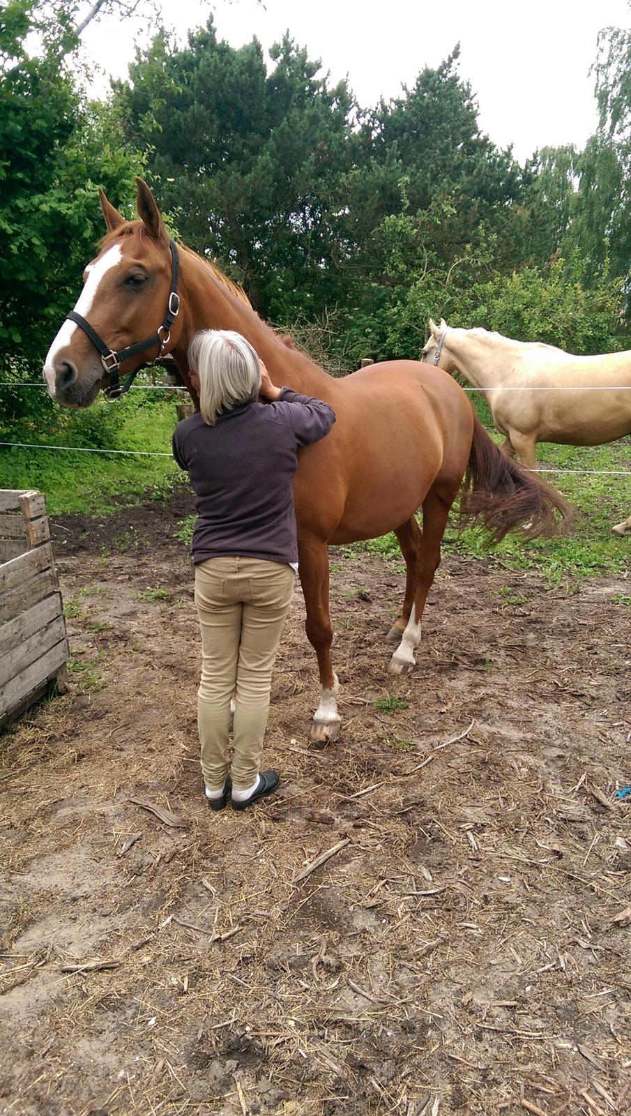 Anden særlig race Flying Shadow solgt billede 9