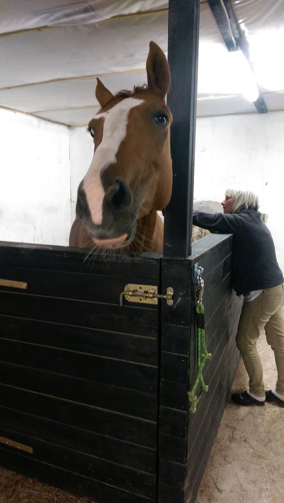 Anden særlig race Flying Shadow solgt billede 3