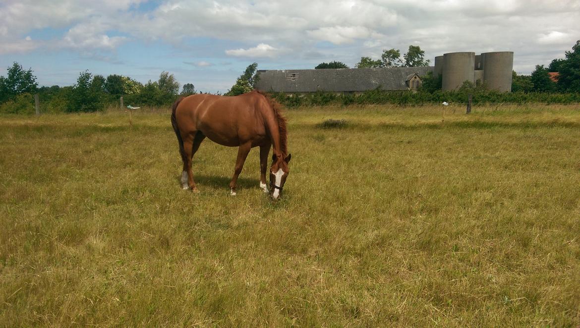 Anden særlig race Flying Shadow solgt billede 10