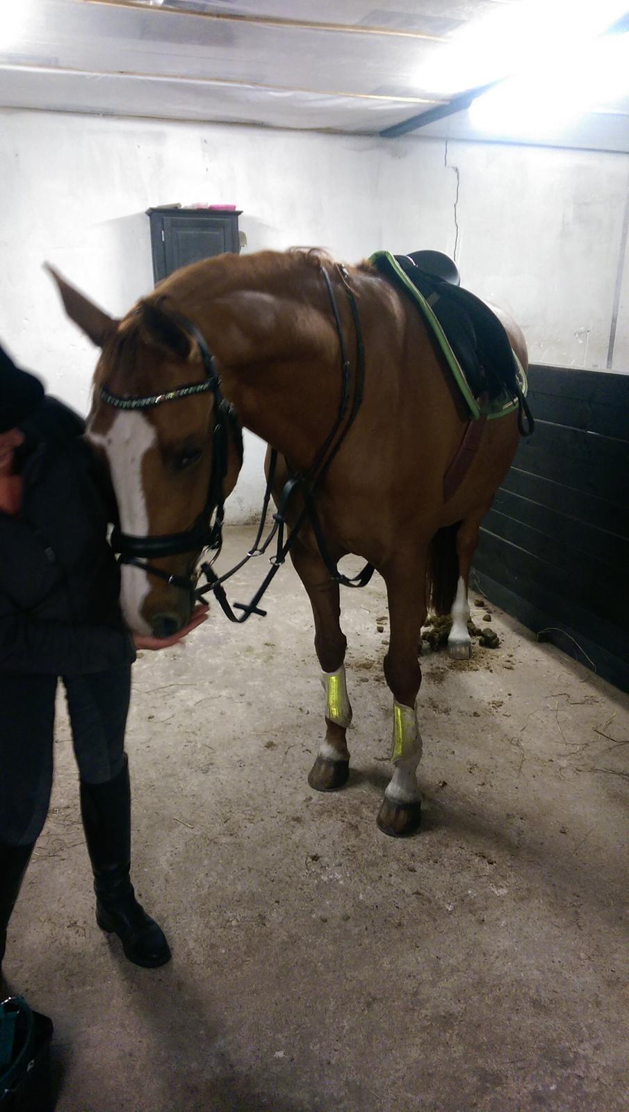 Anden særlig race Flying Shadow solgt billede 11