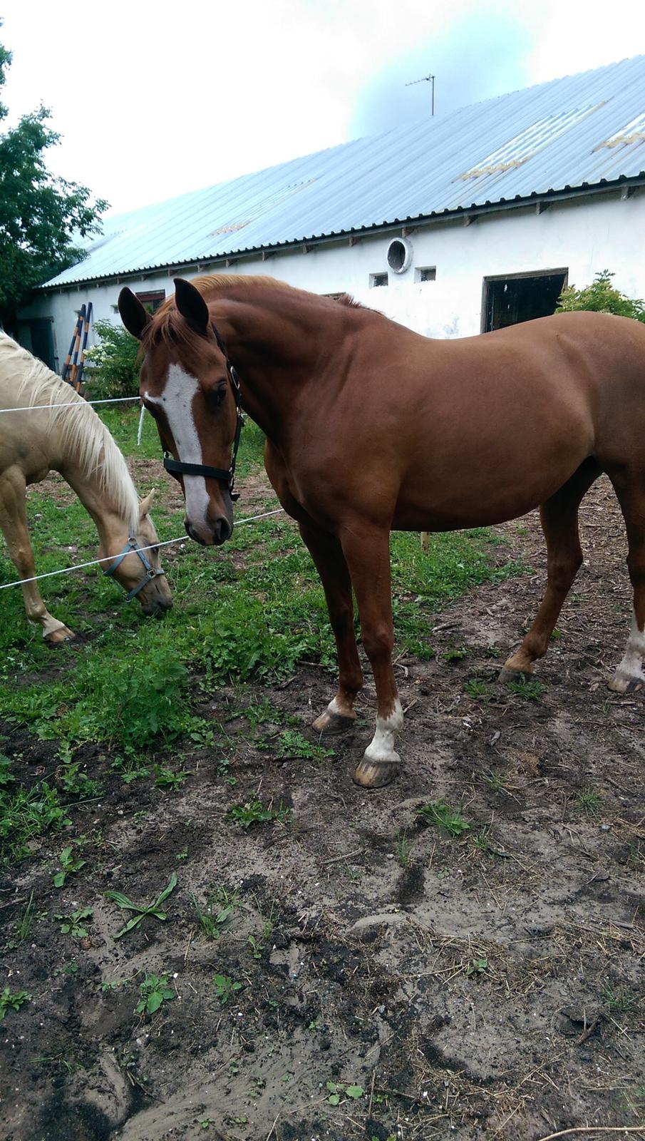 Anden særlig race Flying Shadow solgt billede 2