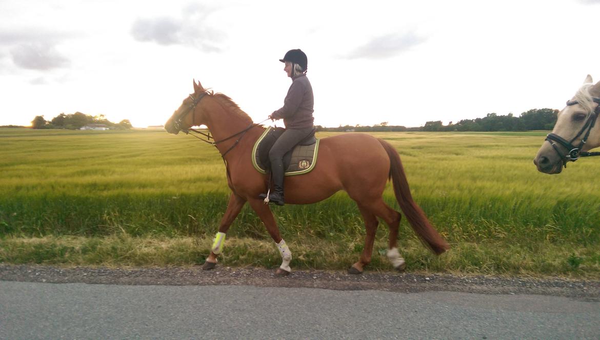 Anden særlig race Flying Shadow solgt billede 1