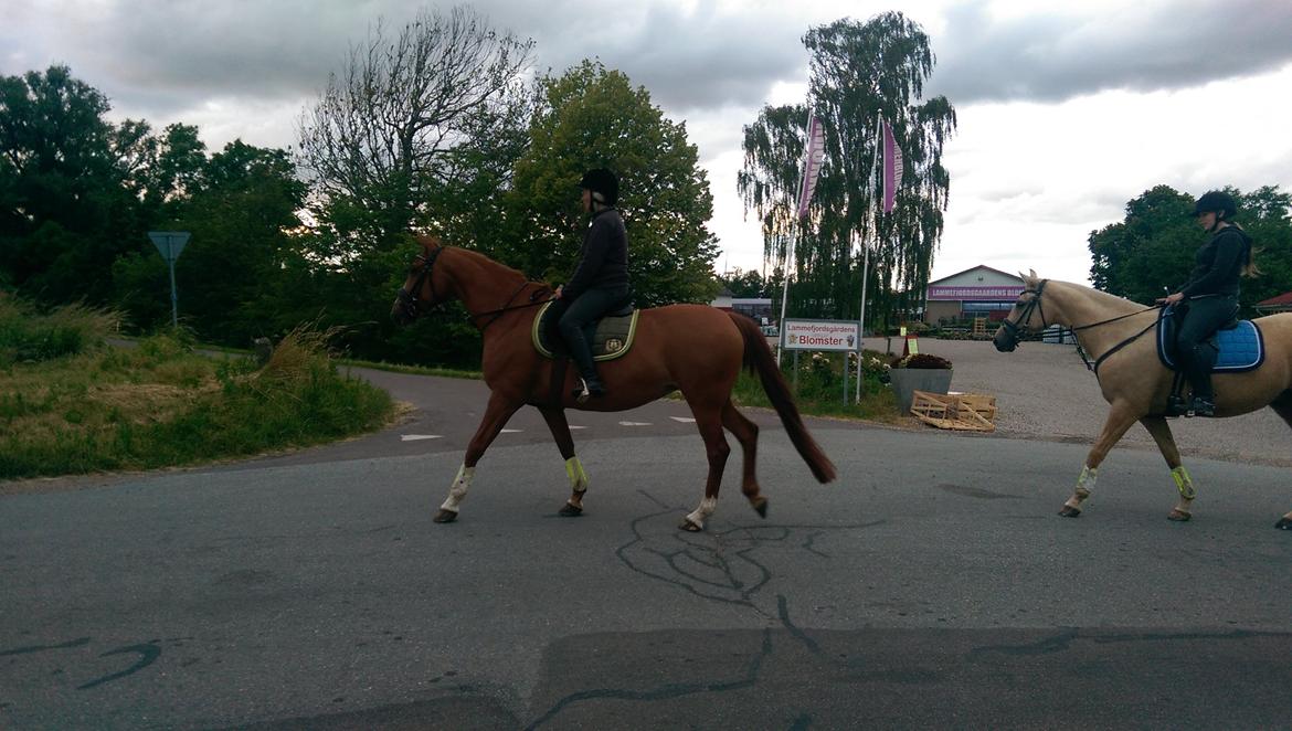 Anden særlig race Flying Shadow solgt billede 5