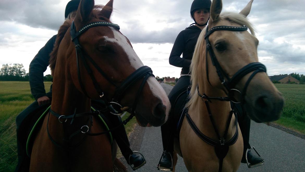 Anden særlig race Flying Shadow solgt billede 4