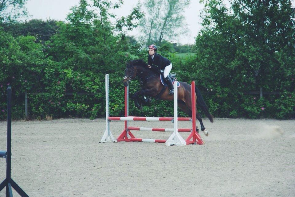 Anden særlig race Washeba billede 6