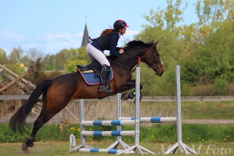 Anden særlig race Washeba billede 9