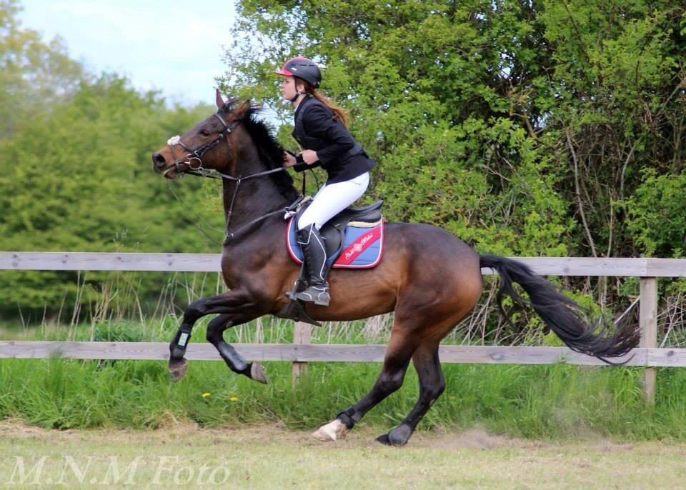 Anden særlig race Washeba billede 1