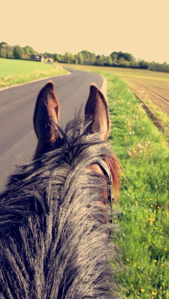 Anden særlig race Washeba billede 12