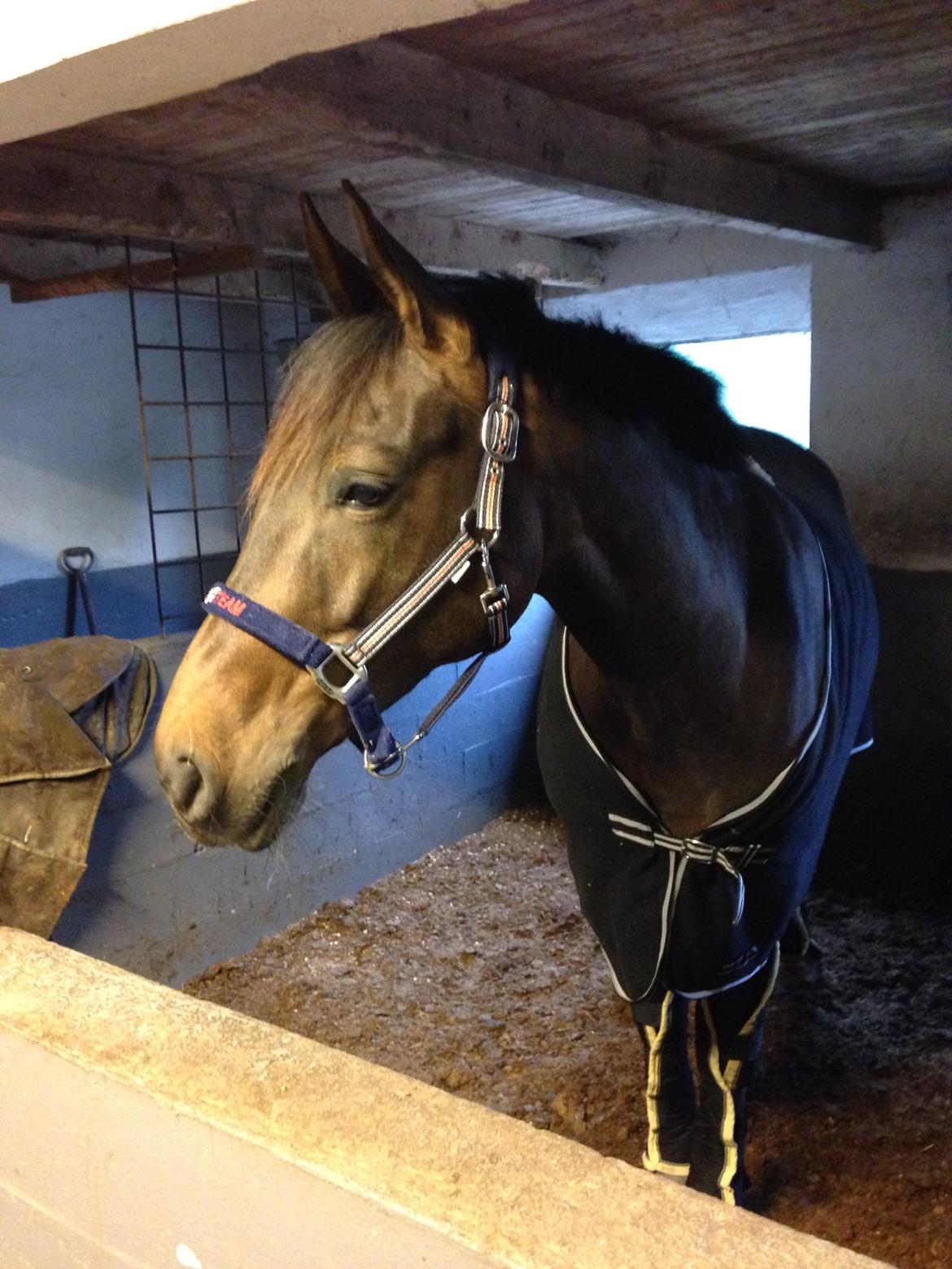 Anden særlig race Washeba billede 14