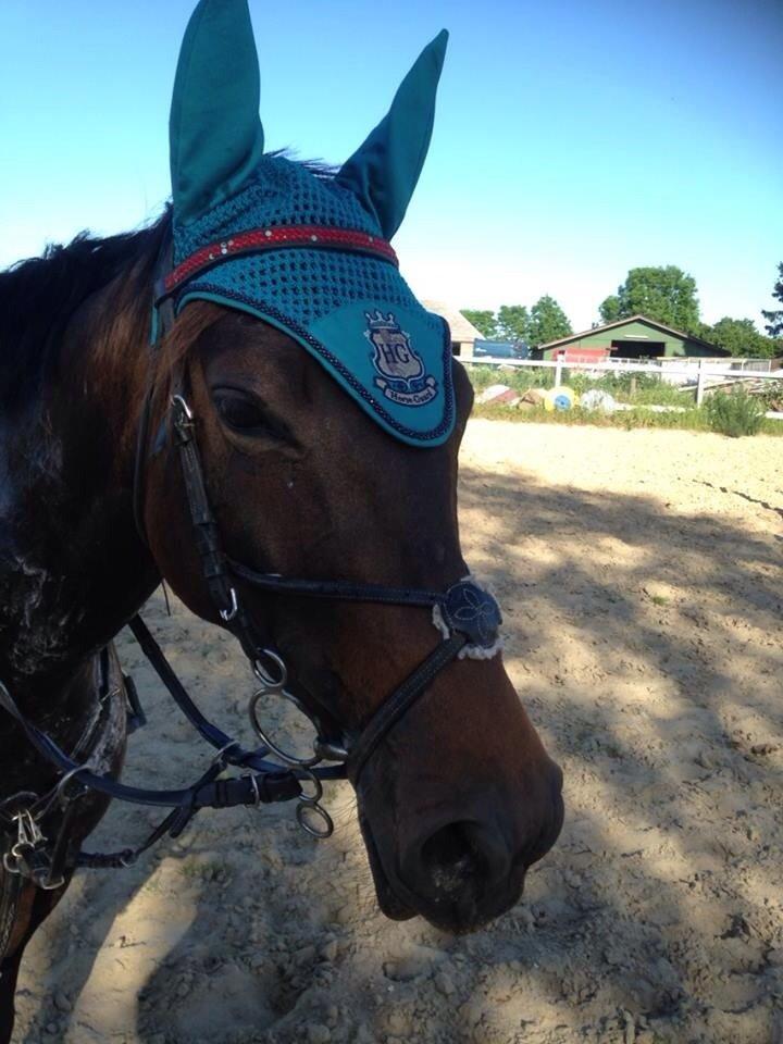 Anden særlig race Washeba billede 15