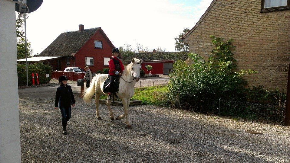 Connemara Teglstrups Duke <3  billede 2