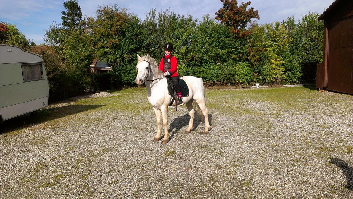 Connemara Teglstrups Duke <3  billede 3