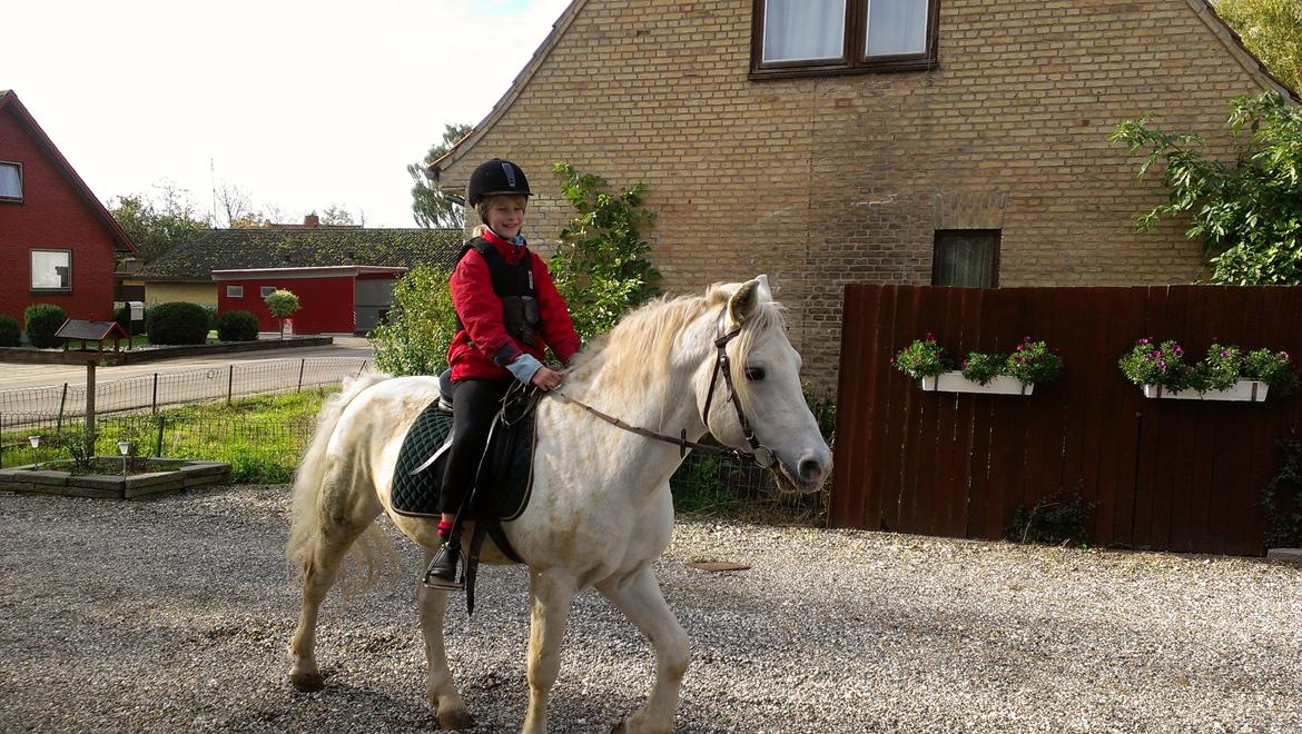 Connemara Teglstrups Duke <3  billede 4