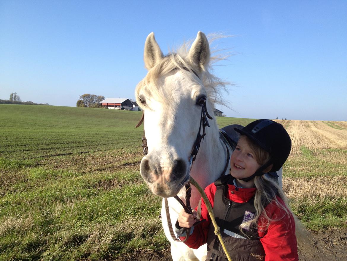 Connemara Teglstrups Duke <3  billede 5