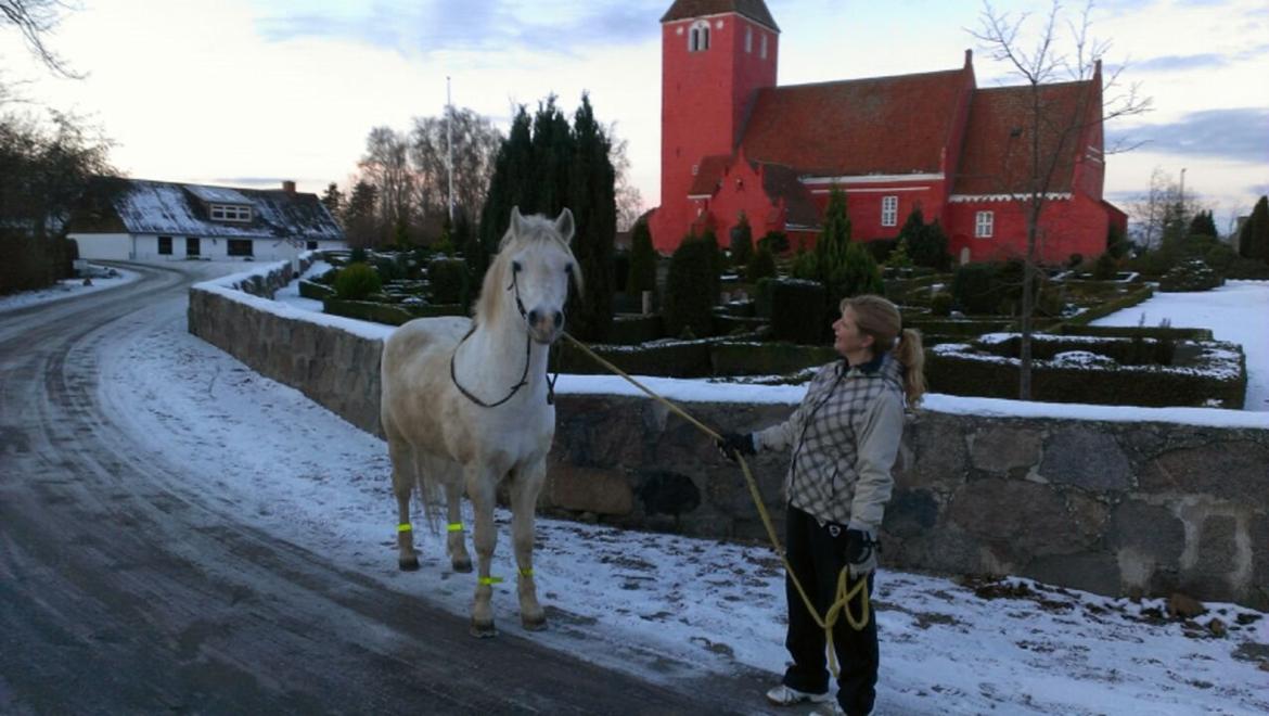 Connemara Teglstrups Duke <3  billede 6