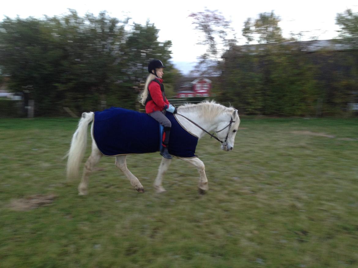 Connemara Teglstrups Duke <3  billede 7