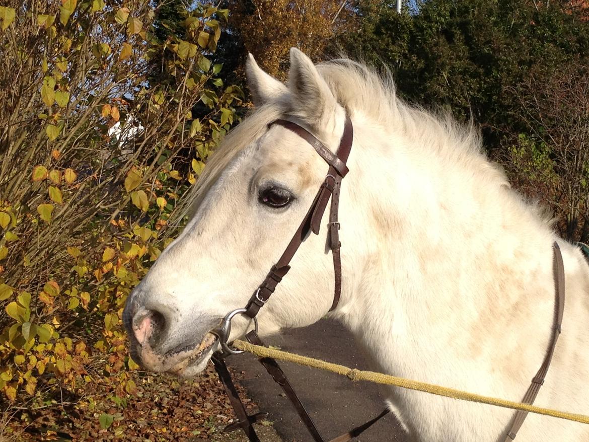 Connemara Teglstrups Duke <3  billede 8