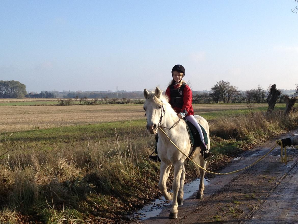 Connemara Teglstrups Duke <3  billede 9