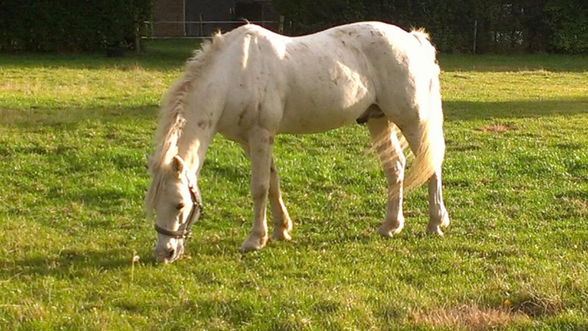 Connemara Teglstrups Duke <3  billede 10