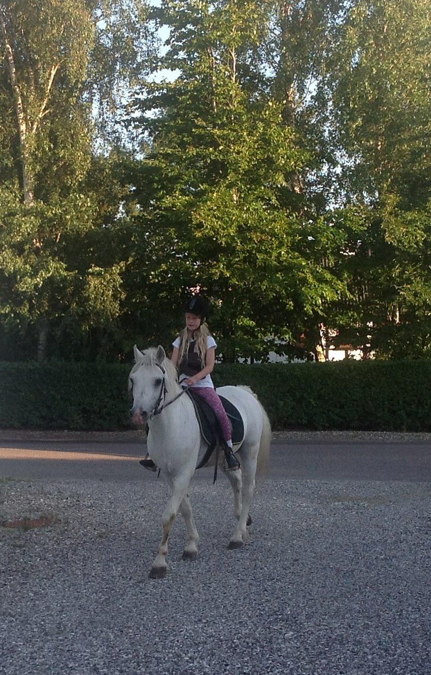 Connemara Teglstrups Duke <3  billede 11