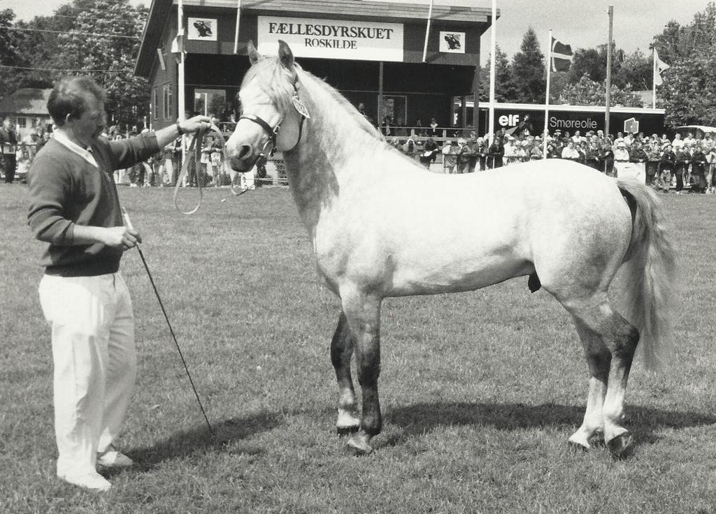 Connemara Teglstrups Duke <3  billede 12