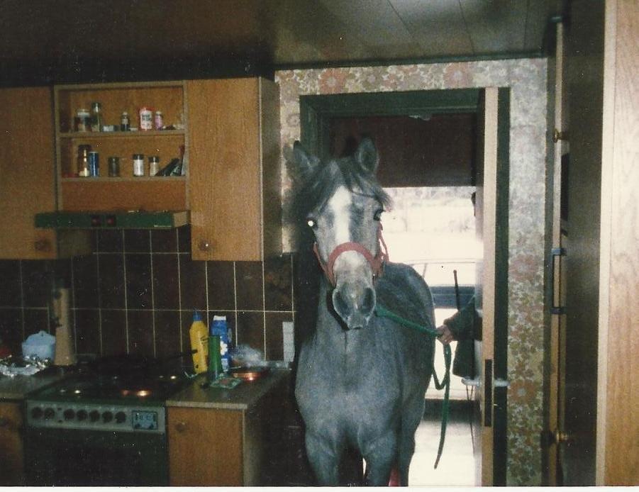 Connemara Teglstrups Duke <3  billede 14