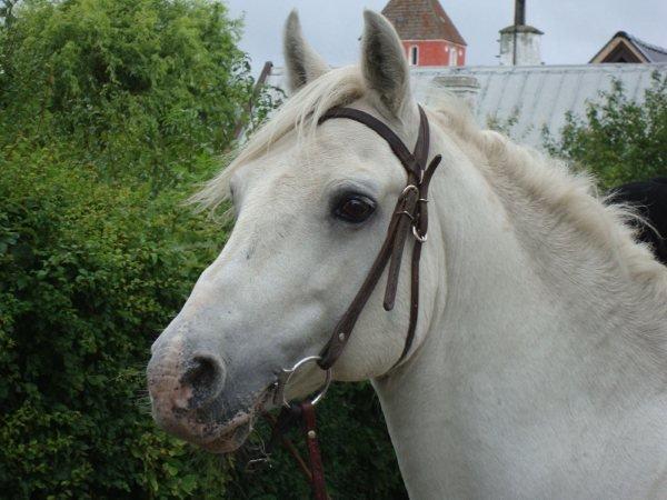 Connemara Teglstrups Duke <3  billede 1