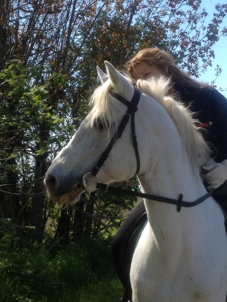 Connemara Teglstrups Duke <3  billede 16