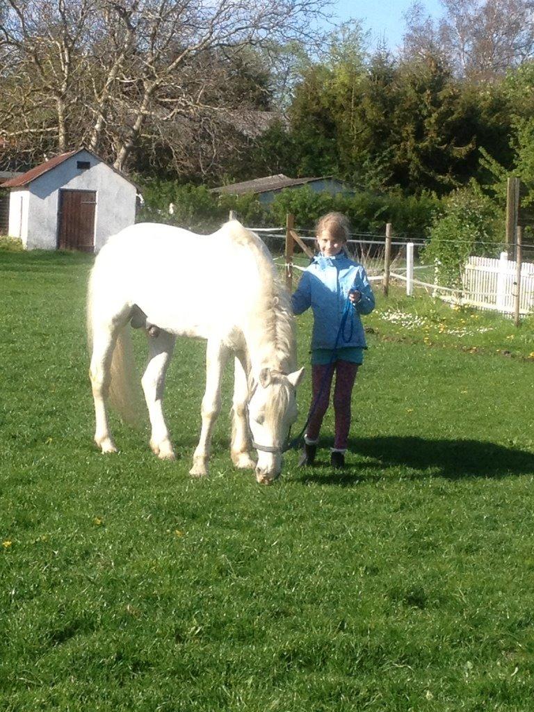 Connemara Teglstrups Duke <3  billede 17