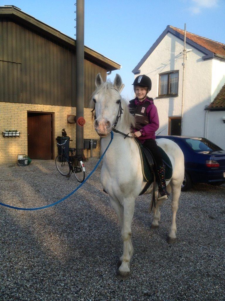 Connemara Teglstrups Duke <3  billede 18