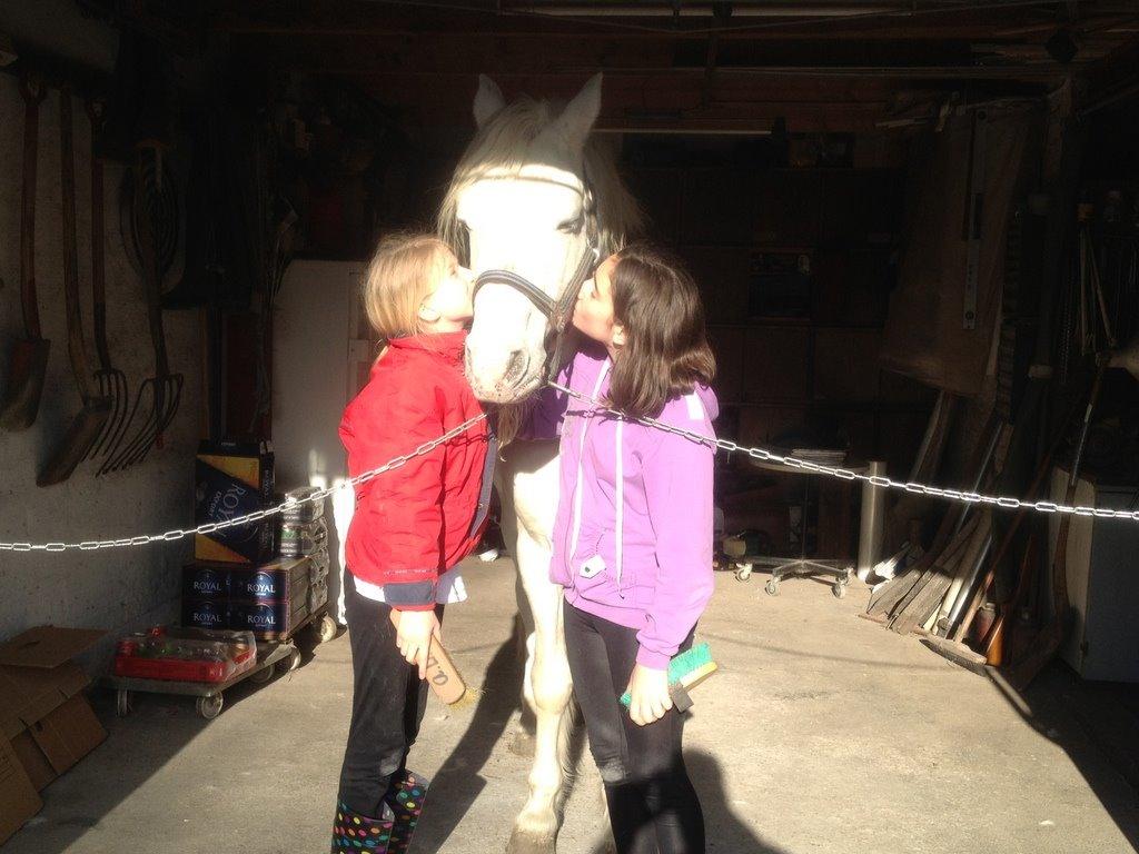 Connemara Teglstrups Duke <3  billede 19