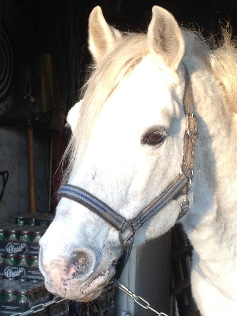 Connemara Teglstrups Duke <3  billede 20