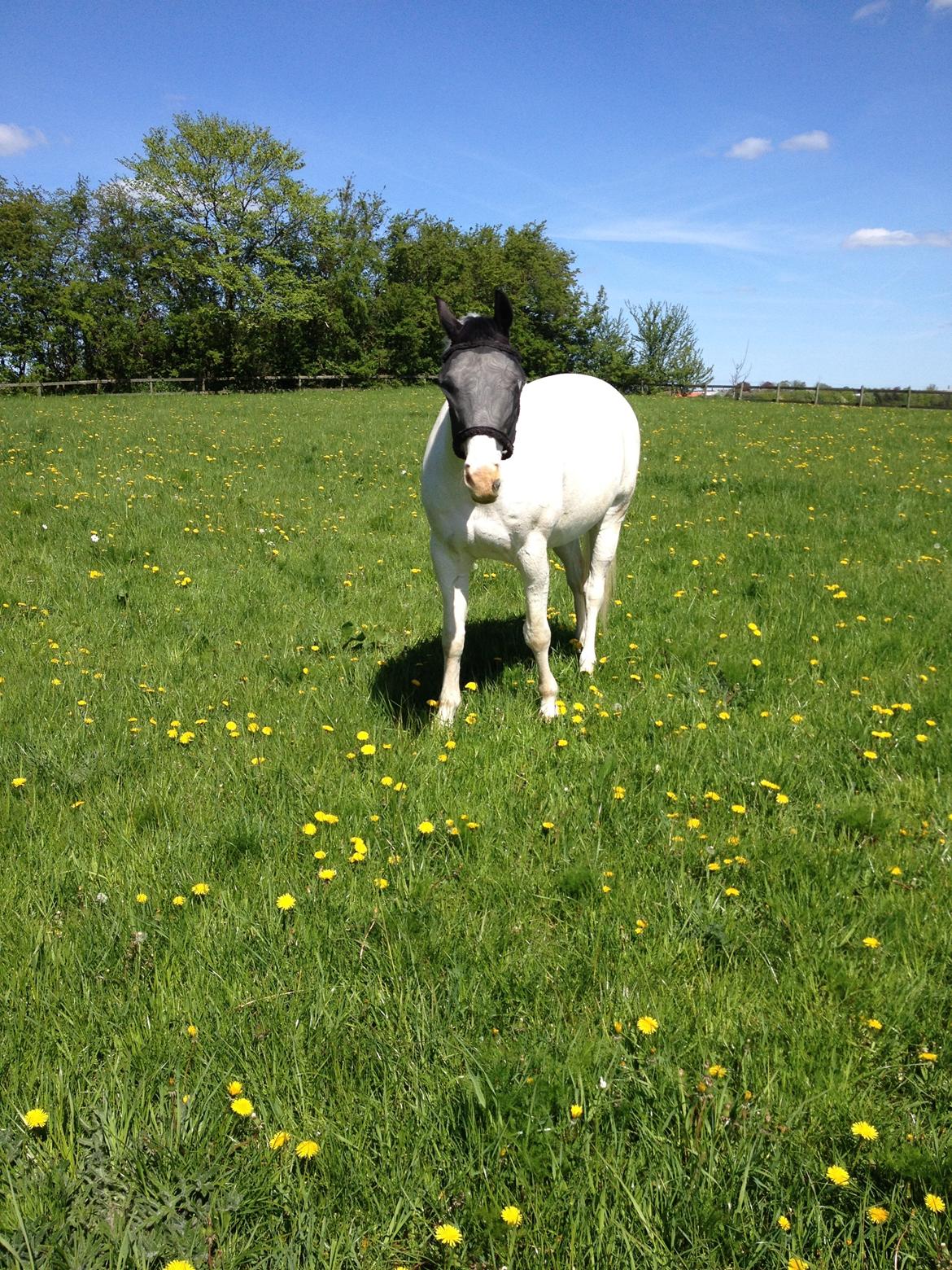 Paint Tophat *Topper* billede 12