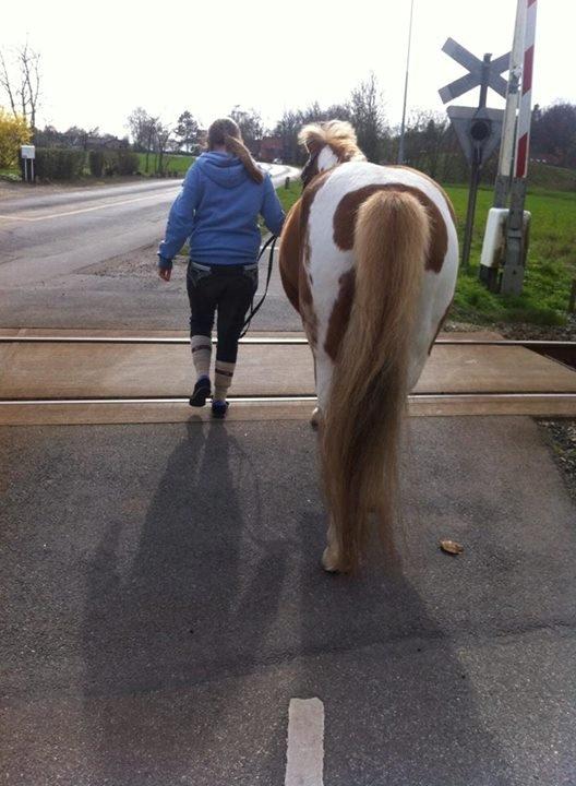 Anden særlig race Hidalgo *Drengerøven* - Nobody can ever replace you. You have forever gained a special place in my heart billede 20