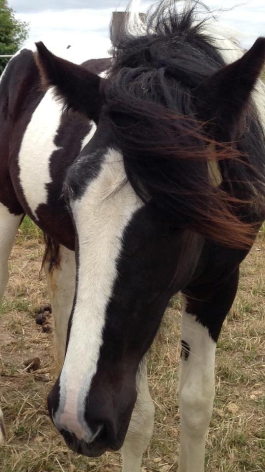 Pinto Lubjiana - Lubjiana 2 dage før hendes 1 års fødselsdag. 23 juni 2014 billede 1